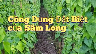 Những Công Dụng Đặc Biệt của Sâm Long [upl. by Maffa]