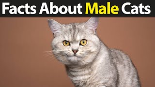 Top Interesting Facts About Male Cats You Should Know [upl. by Manuela123]