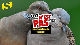 Ceci nest pas une tourterelle turque 127 [upl. by Helfant]