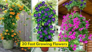 20 Fast Growing Flowers [upl. by Carissa859]