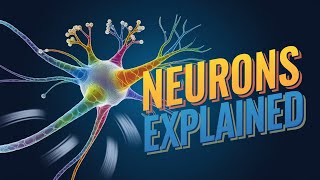 Neurons Animation  types of Neurons and function of Neurons in HindiUrdu  Medical Lectures [upl. by Pamella]