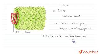 TOBACCO MOSAIC VIRUS [upl. by Oira]