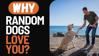 Why Random Dogs Keep Approaching You [upl. by Ck]