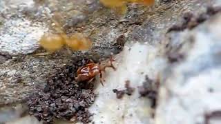 Claviger testaceus  Parasitic beetle on Lasius flavus yellow ant [upl. by Noelc]