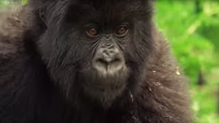 Meet This Family of Mountain Gorillas  Cousins  BBC Earth [upl. by Llevart274]