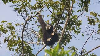 The male whitehanded gibbon a small ape is dueting with the other males Sep 26 2024 [upl. by Cohl]