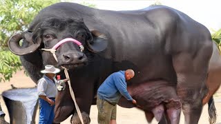 Worlds Highest Milking Top 8 Buffalos  Jafrabadi buffalo Nili Ravi Kundhi Buffalo [upl. by Naujed664]