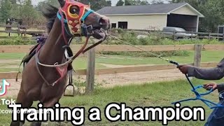 Training a Ivory James Filly top of the blood lineshorse cowboys race [upl. by Ermina]