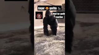 Watch gorilla reaction gorillatag attitude anime hanuman love like music roblox MrBeast [upl. by Cirtap]