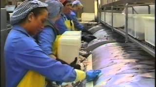 Processing fish [upl. by Acitel784]