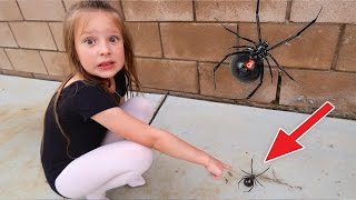 🕷 GIANT SPIDER AT HOME [upl. by Amick]