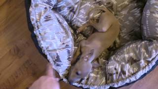 Italian Greyhound Puppy  Pure happiness [upl. by Pasco]