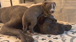 CANE CORSO Dog Bonding with New PITBULL Puppy [upl. by Cherilynn393]