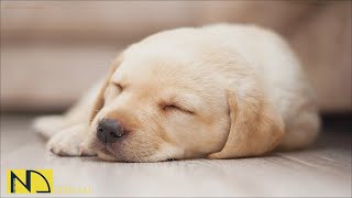 20 HOURS of Deep Sleep Dog Anti Separation Anxiety Music🐶🎵Dog Calming Relaxation Music💖 NadanMusic [upl. by Kirkwood734]