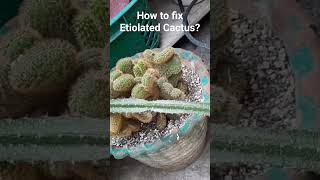 How to fix Etiolated Cactus [upl. by Dlonyar478]