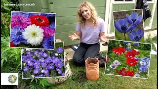 How to plant Anemones bulbscorms  FarmerGracycouk [upl. by Hoxie]