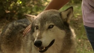 Visitors Feel Part of the Pack at Wolf Preserve [upl. by Ladiv339]