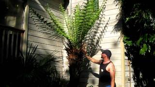 Tasmanian Tree Fern on Salt Spring Island [upl. by Brody]