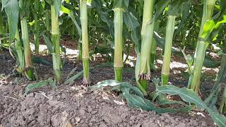 Inside a 100 Acres Corn Field Under Drip Irrigation Israel [upl. by Hokanson]