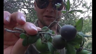 Identifying and Foraging Edible Berries  Texas Persimmon [upl. by Aikmat]