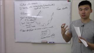 USMLE Respiratory 2 Cells Surfactant and Lung Physiology [upl. by Osmund]