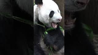 Zoo de Beauval  Pourquoi le panda Yuan Meng retourne en CHINE [upl. by Aicercal]