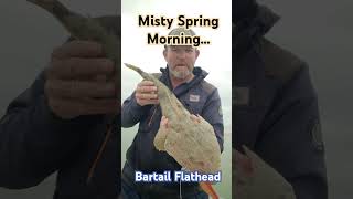 Spring Bartail Flathead [upl. by Mosier426]