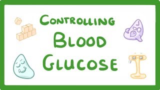 GCSE Biology  Control of Blood Glucose Concentration 56 [upl. by Elyag56]