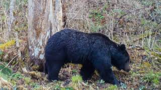 The Ussuri brown bear one of the heaviest bear subspecies in the world more info in descript [upl. by Aisirtap927]