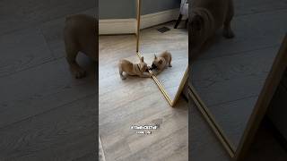 Little Frenchie is Tripping Out Over His Own Reflection  RxCKSTxR Comedy Voiceover [upl. by Gerbold]