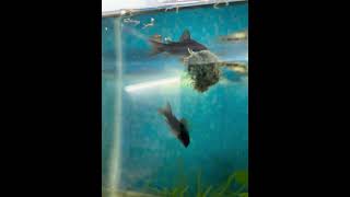 Corydoras amp Limia Eating corydoras aquariumfishfish aquarium fishaquarium fishtank fish [upl. by Toshiko]