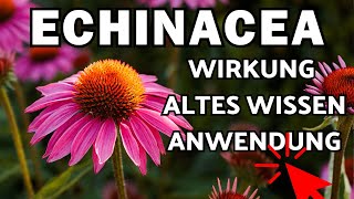 Echinacea Wirkung Verwendung amp altes Wissen 🌞 Sonnenhut [upl. by Jamila569]