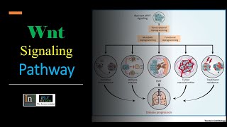 wntβcatenin signaling pathway [upl. by Adelaide]