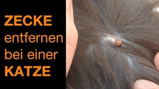 Zecke entfernen bei einer Katze HD 2016 [upl. by Solokin]