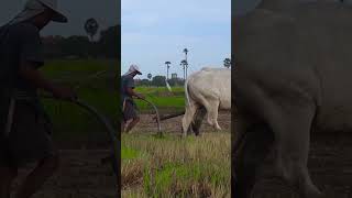 202k cow wow plow 4kvideo 4k किसान हल गाय [upl. by Diahann]