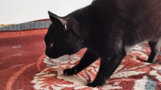 Cat Kneading ASMR [upl. by Langer214]