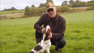 Springer spaniel trainingQuartering exercise [upl. by Ennaeel396]