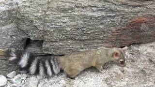 Ringtail Cat in AZ  Best Footage [upl. by Kirbie]