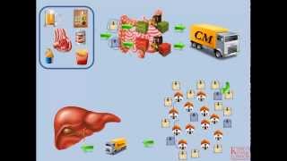 Lipids and Lipoproteins  Part 2 Exogenous Pathway [upl. by Ingeborg779]