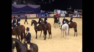 Rubins in the Lightweight Show Hunter of the Year HOYS 2013 [upl. by Notsnorb489]