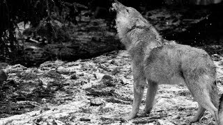 Ululato lupo DA BRIVIDI IR Plus 110 gradi  Wild Wolf Howling Canis lupus italicus [upl. by Javler]