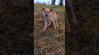 German Shepherd growling and yawning4ktrendingshorts [upl. by Adnohser]