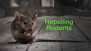 Rodent Repellent Spray  PF Harris [upl. by Tnek716]