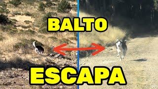 El CACHORRO BALTO se ESCAPA [upl. by Sy]