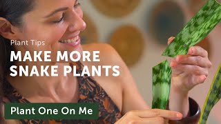 Propagate SNAKE PLANTS Five Ways — Ep 201 [upl. by Hamburger]