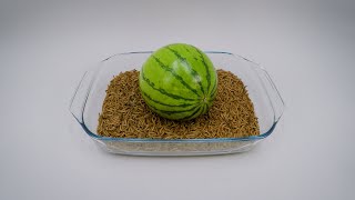 10 000 Mealworms vs WATERMELON [upl. by Gnoud]