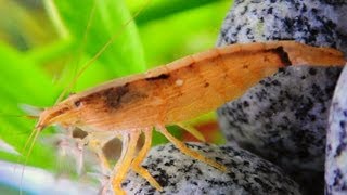 BAMBOO SHRIMP Fanning for Food HD [upl. by Christoffer]