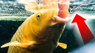 How To Catch Carp  Surface Fishing with Bread and Dog Biscuits  Floater Fishing Tips [upl. by Aseeram846]