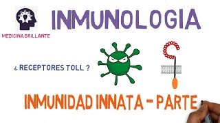 Inmunidad Innata II  Receptores Toll [upl. by Herries]