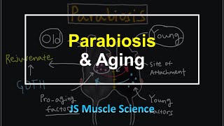 Parabiosis amp Aging  JS Muscle Science [upl. by Eniamurt]